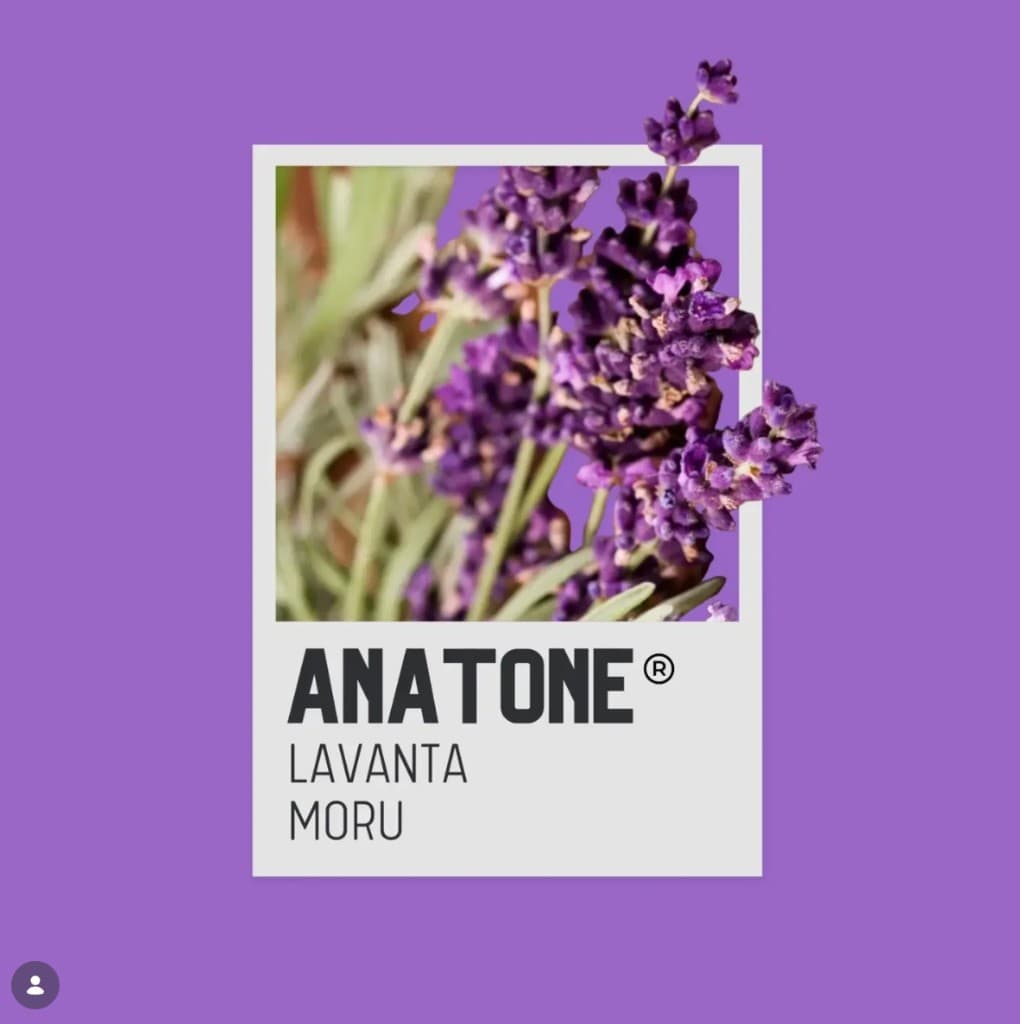 LAVANTA MORU